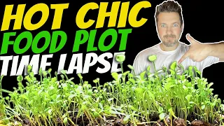 Food Plot Time Lapse: Hot Chic - Domain Outdoor. PH Tolerant Throw & Grow, No-Till Mix Deer Love