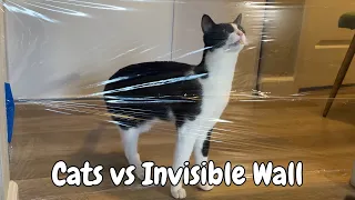 cat vs invisible wall