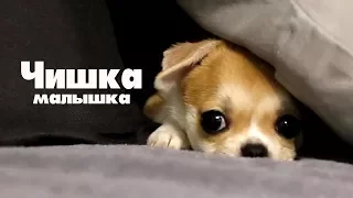 Мой лучший антидепрессант 🐶Чихуахуа ЛИЗИ