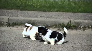 SHIH-TZU PUPPIES / ЩЕНКИ ШИ-ТЦУ