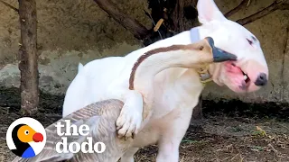 Goose Walks On Her Dog Brother's Head To Wake Him Up | The Dodo Odd Couples