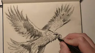 Ink & Pencil Eagle Sketch: Time-lapse