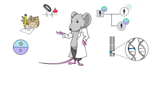 Human Circadian Variation: Genetic Approaches