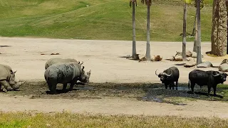 Rhinoceros vs Cape Buffalo