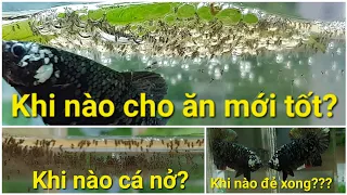 Cách Ép Cá Betta: chia sẽ kinh nghiệm, Khi nào cá nở, khi nào biết bơi ngang, khi nào cho cá bột ăn?