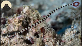 The Evolution of Seahorses