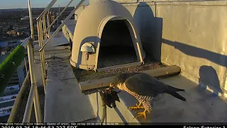 Peregrine Falcon Feeds Mate