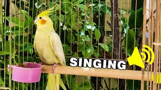 Mati cockatiel bird singing in nature 🦜