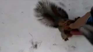 Watch this person hand feed a wild squirrel in the forest