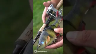 The BEST Swimbait out there?