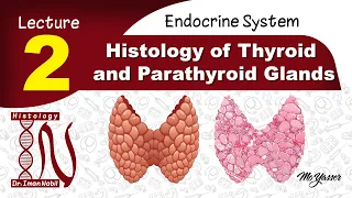 2a-Histology of thyroid gland-Endocrine system