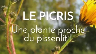 Le picris ressemble beaucoup au pissenlit