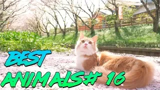 Best Animals Coub #16 | Лучшие кубы с животными №16 (Март 2019)