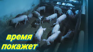 НОВОЕ кормление ПОРОСЯТ после отъёма.