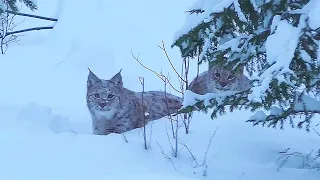 ОХОТА НА ГЛУХАРЯ, ЛОСЯ И РЫСЬ / НАРЕЗКА ХОРОШИХ МОМЕНТОВ СНЯТЫХ ЗА 2023-2024 ГОД ЗИМОЙ.