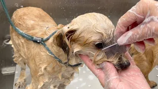 How to clean your dog's eye boogers!