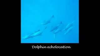 Dolphin echolocation 【Dolphin Sounds】【Sea mammals】