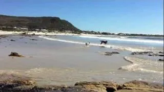 2 Terriers on Long Beach, Kommetjie.