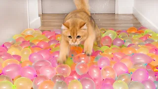 Cats vs Water Balloon Floor Compilation