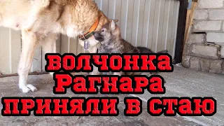 Волчонка Рагнара приняли в стаю. Игры волэндов.