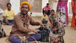 मदारी का कारनामा बंदर बना अक्षय कुमार और शाहरुख खान की एक्टिंगFunny Cultural Video Pushkar Mela 2019