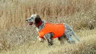 Beirl’s English setters