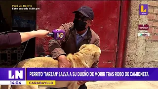 🔴 Perrito "Tarzán" salva a su dueño de morir tras robo de camioneta