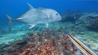 IKAN GT MONSTER Ini Tiba2 Muncul !! - Spearfishing Fish Hunt Indonesia