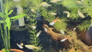 Quick look at some Guppies and Endlers