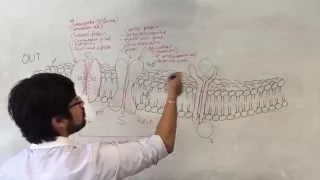 Membrane functions