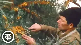 Все об облепихе. Наш сад (1985)