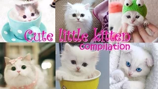 Cute little kitten - 😻 funniest cute kittens 💖 videos compilation 2017 #petcarol #torodepalpite