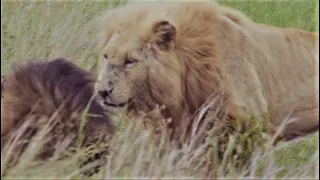 CASPER RE-UNITED WITH HIS BROTHER AFTER WEEKS! Stunning moment Casper got back with his Brother!