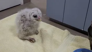 Baby Barred Owl Feeding for BOS