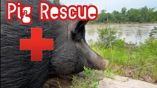 Rescue Pig Needs Rescue 🛟