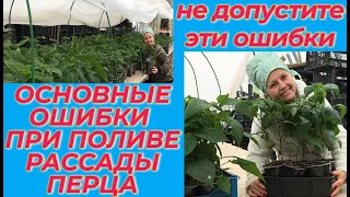 А ВЫ ПРАВИЛЬНО ПОЛИВАЕТЕ РАССАДУ / НЕ ДОПУСТИТЕ ЭТИ ОШИБКИ / ПЕРВАЯ НОЧЬ РАССАДЫ В ТЕПЛИЦЕ