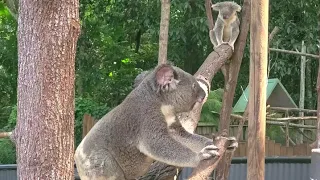 Mr. Koala is feeling romantic