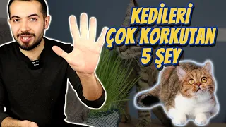 KEDİLERİ EN ÇOK KORKUTAN 5 ŞEY 🙀