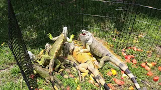 Florida Iguana Catching Challenge! Using Fresh Fruits