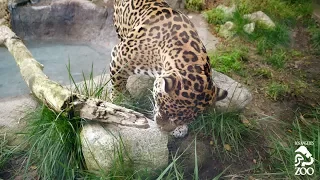 Jaguar Enrichment at the L.A. Zoo