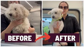 VERY MATTED POODLE MIX TRANSFORMATION WITHOUT SEVERE DEMATTING