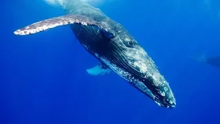 █ Ocean of Giants - Wildlife Animal • DOCUMENTARY • National Geographic