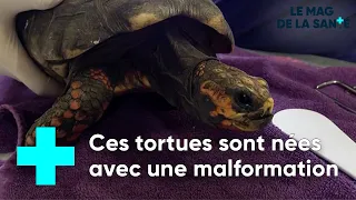 Zoo de Beauval : une clinique vétérinaire hors norme 1/5 - Le Magazine de la Santé