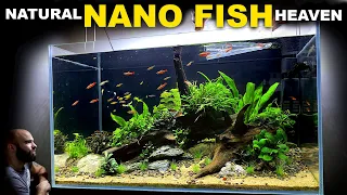 Natural Nano Fish Heaven: EPIC 3ft Aquascape Tutorial