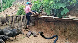 Venomous snake bit my two pigs | corn harvest at the end of the season | Chuc Thi Hong