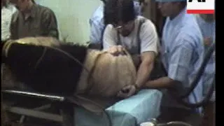 TOKYO: Zoo tries srtificial insemination on panda