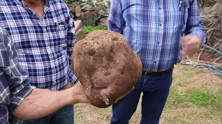 Fomos à Fajã São João ver a batata doce do Luís Brasil, Ilha São Jorge