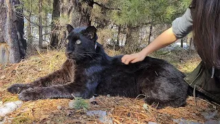 Luna the black panther rejoices in spring