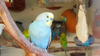 Singing Budgie - Happy Song | Most Beautiful Budgie Songs Ever | Parakeets Chirping Sounds