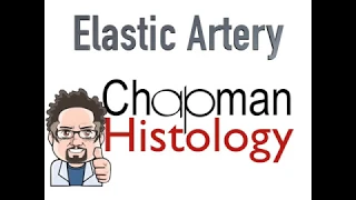 3 Min Histology Elastic Artery (Aorta)